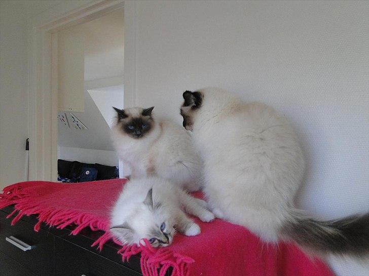 Hellig Birma Bandits Luka - Luka med sine nye brødre billede 8