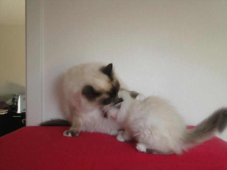 Hellig Birma Bandits Luka billede 9