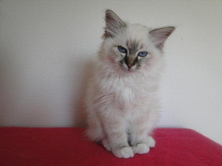 Hellig Birma Bandits Luka - Smukke fyren ..  billede 10