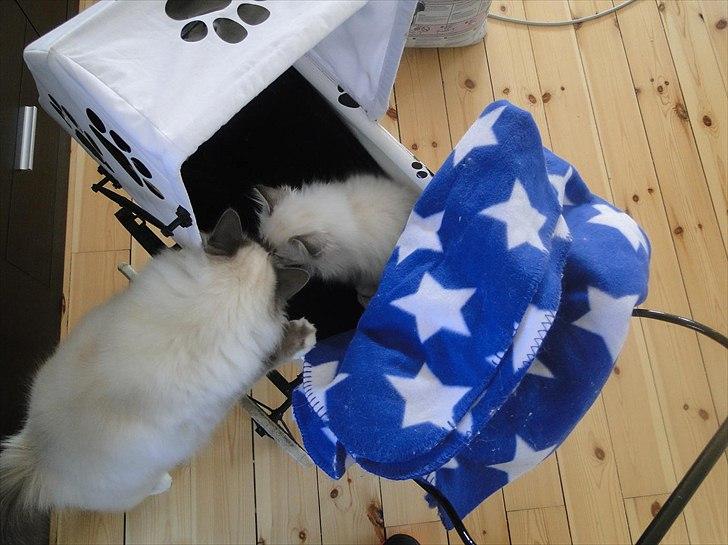 Hellig Birma Bandits Luka - Quinci tjekker at alt er OK! :)  billede 11