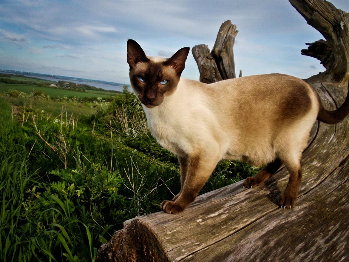 Siameser Felix billede 2