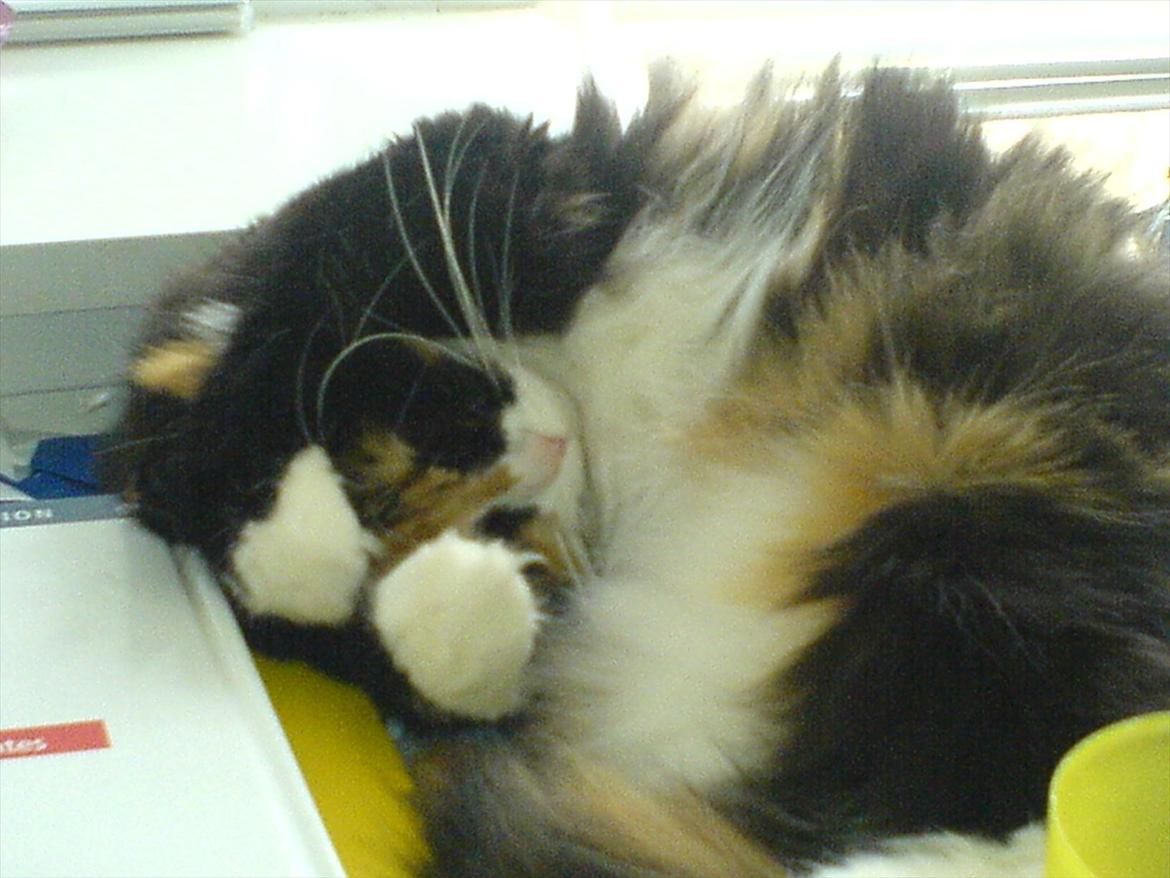 Blanding af racer Kispus billede 1