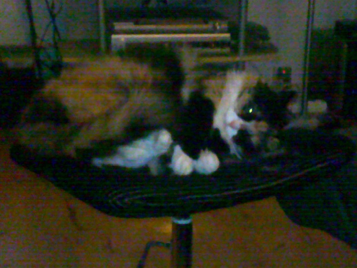 Blanding af racer Kispus billede 2