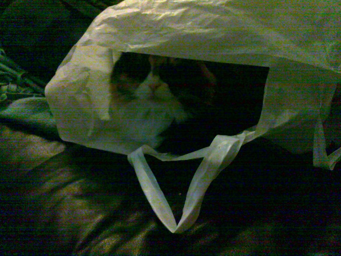 Blanding af racer Kispus billede 3