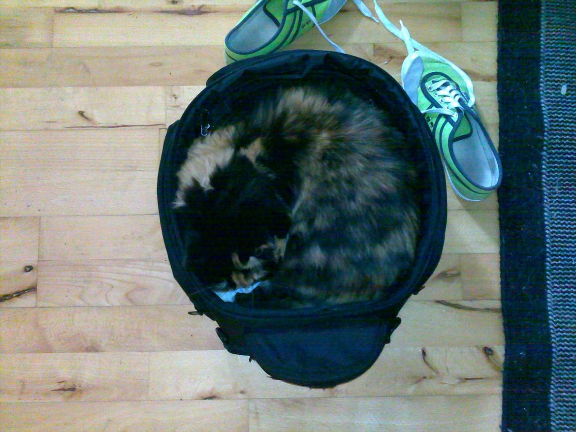 Blanding af racer Kispus billede 4