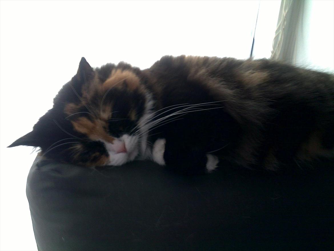 Blanding af racer Kispus billede 5