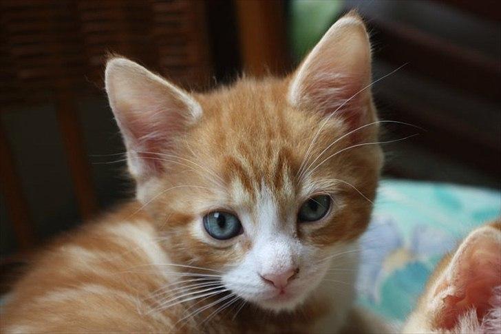 Blanding af racer Sacko billede 17