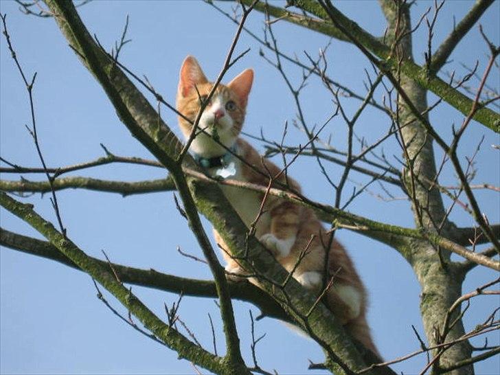 Blanding af racer Sacko billede 18