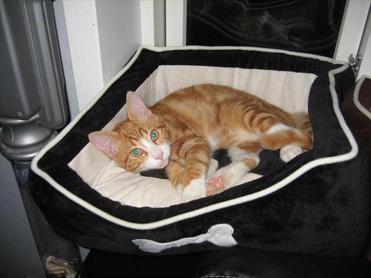 Blanding af racer Sacko billede 19