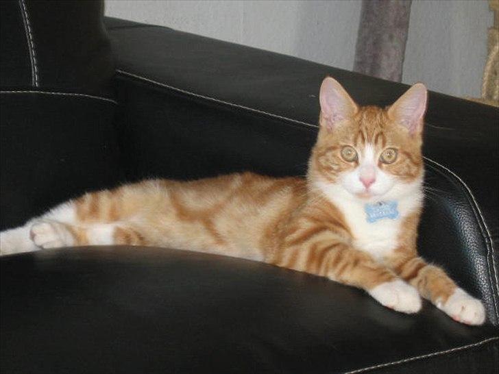 Blanding af racer Sacko billede 1