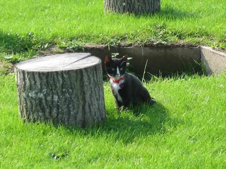 Huskat Stella billede 18