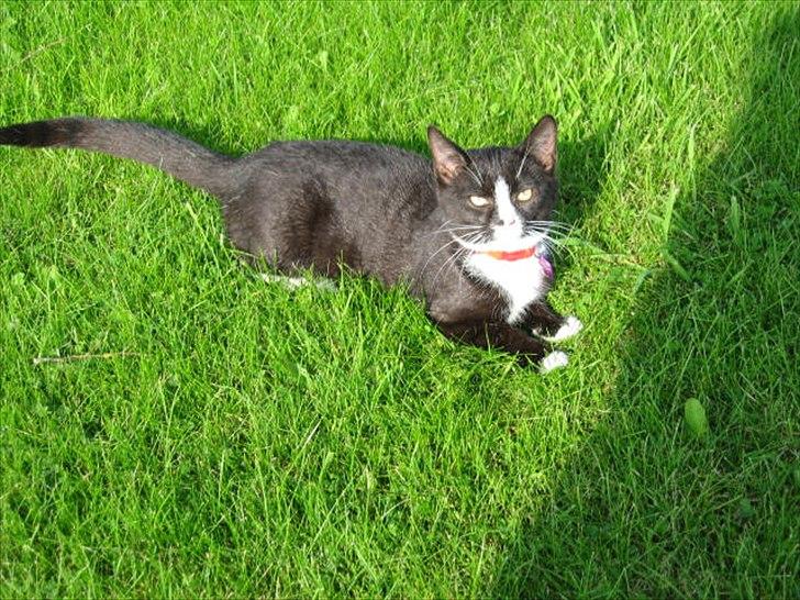 Huskat Stella billede 19