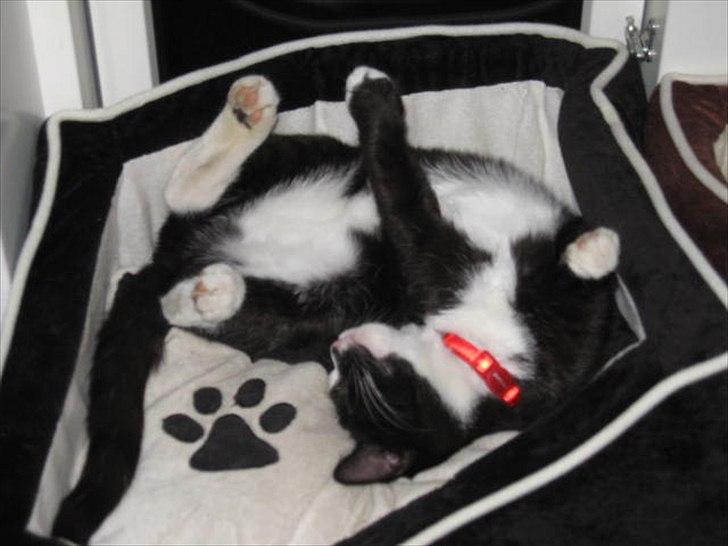 Huskat Stella billede 20