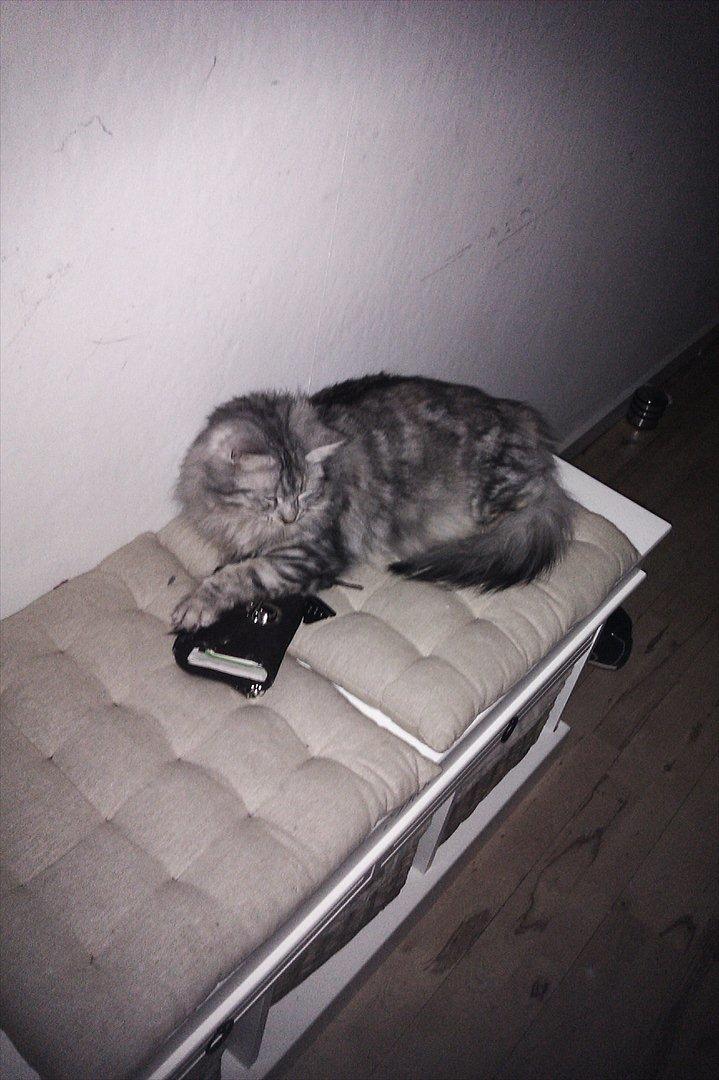 Norsk Skovkat Olga - Pengevogteren :D Hun elsker at lige på mine ting billede 1