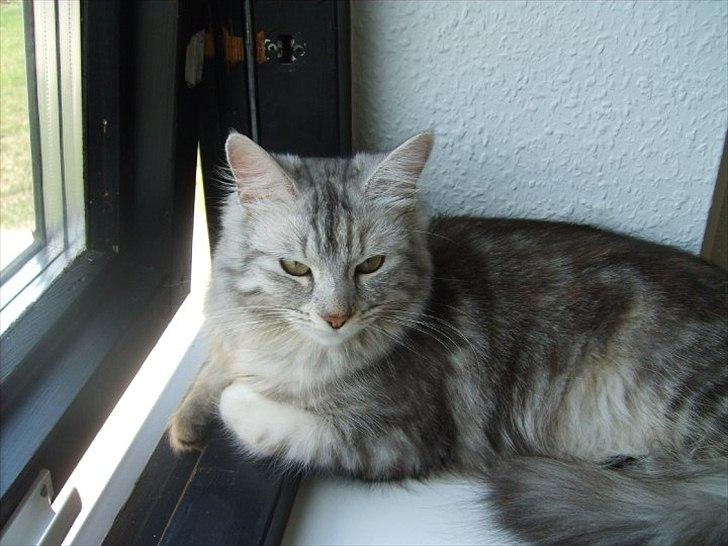 Norsk Skovkat Olga billede 2