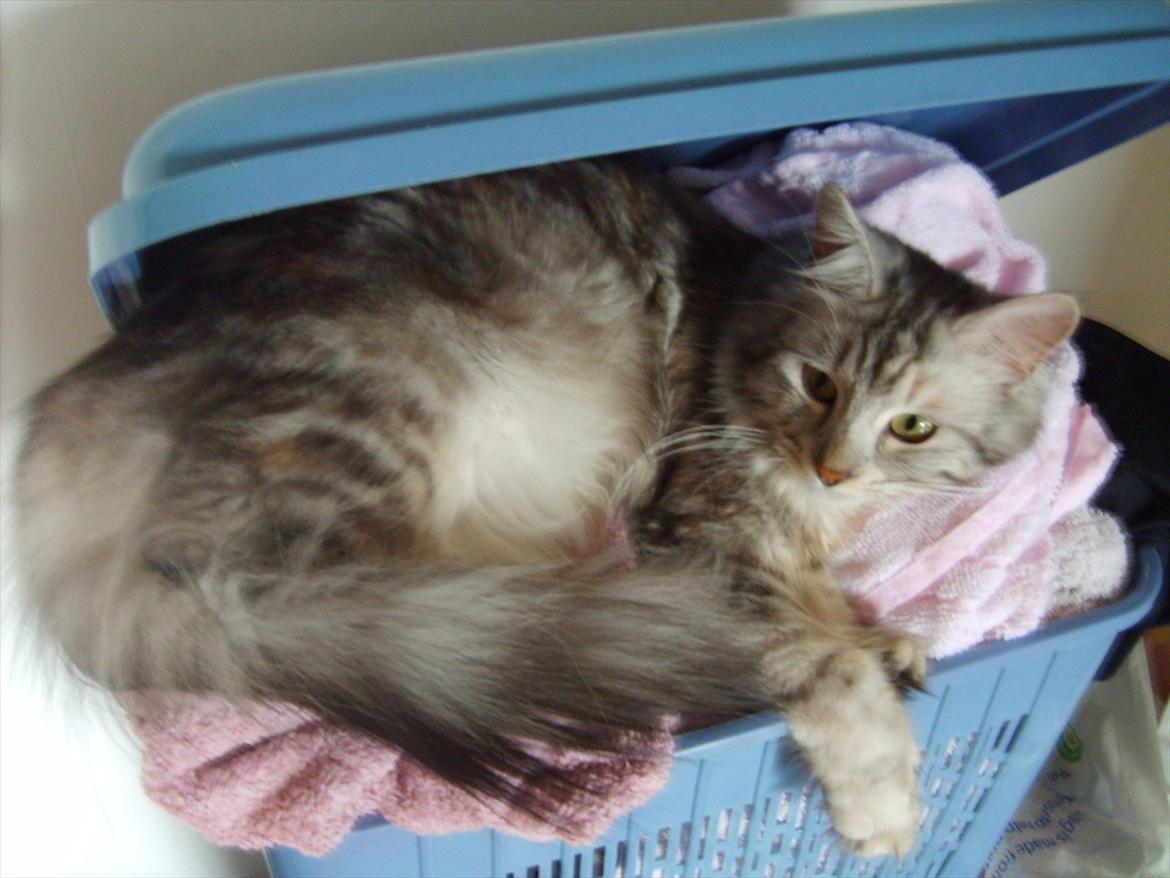 Norsk Skovkat Olga - Hun kan ligge de mest underlige steder, her i min vasketøjskurv billede 3