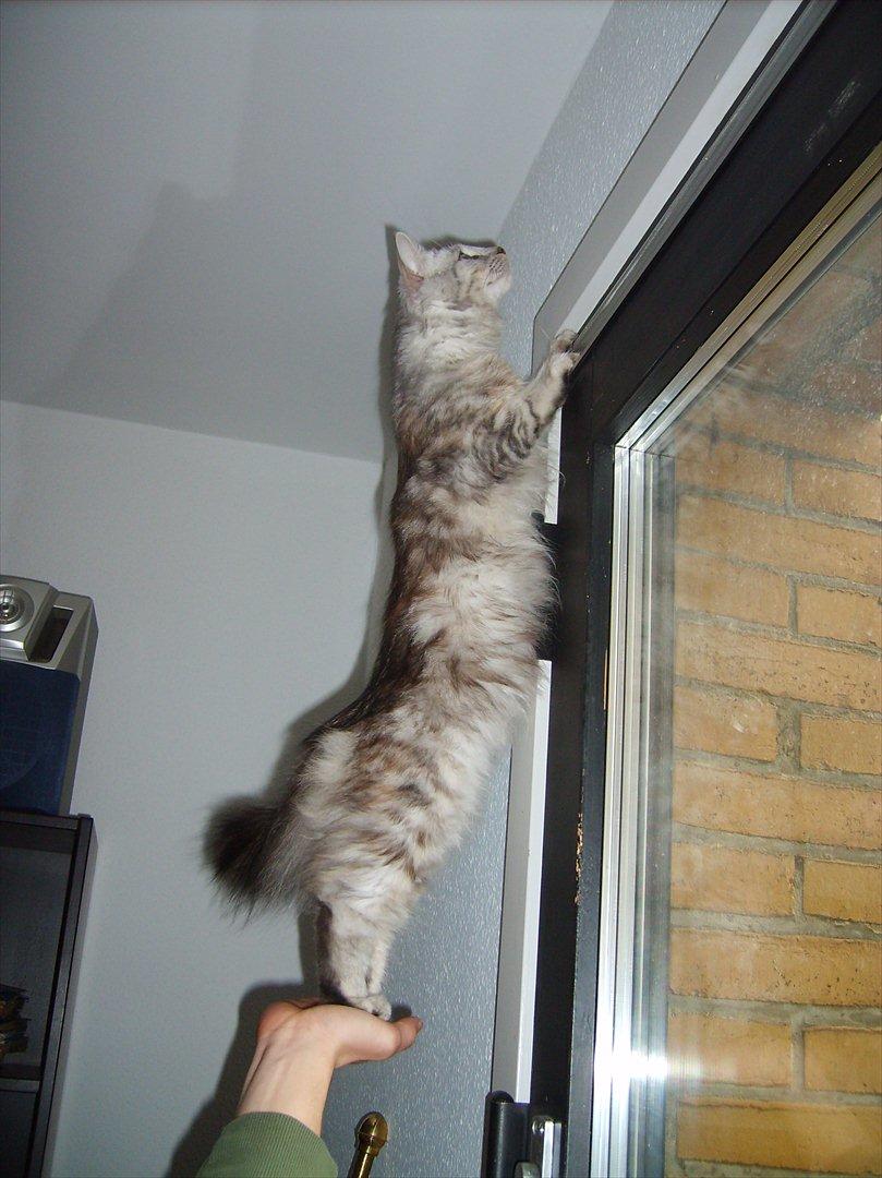 Norsk Skovkat Olga - Klatrekatten billede 4