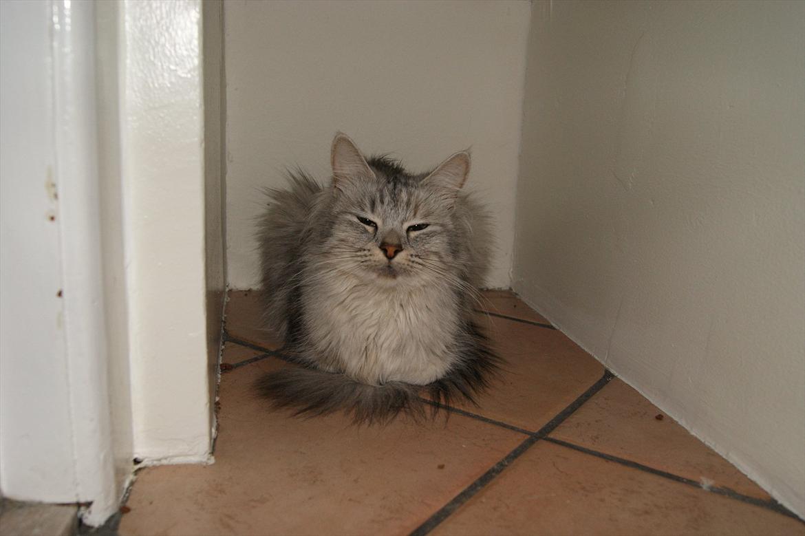 Norsk Skovkat Olga billede 5