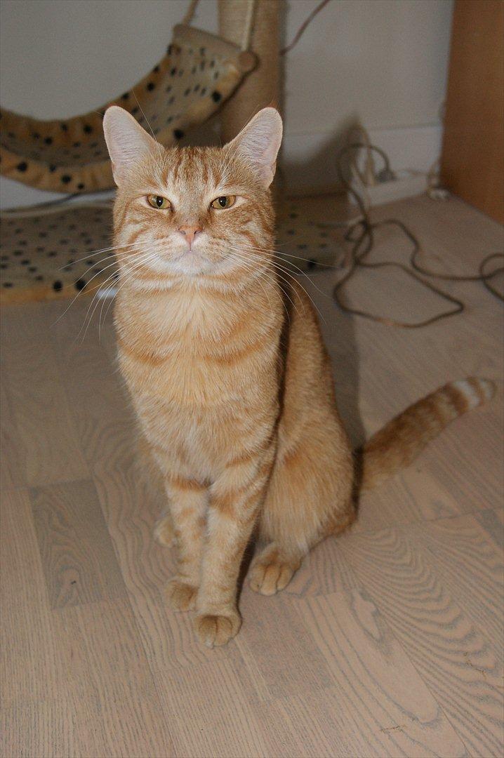 Blanding af racer Banditten billede 1