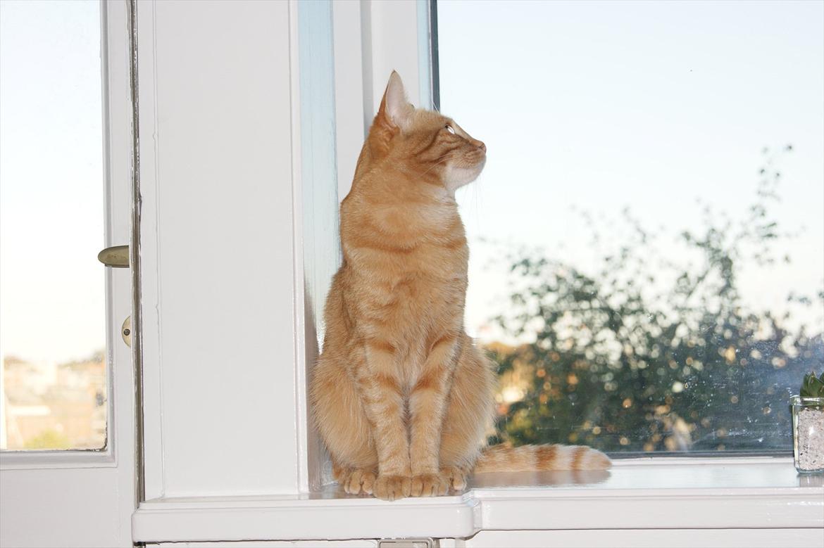 Blanding af racer Banditten billede 2