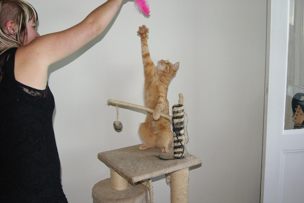 Blanding af racer Banditten billede 3