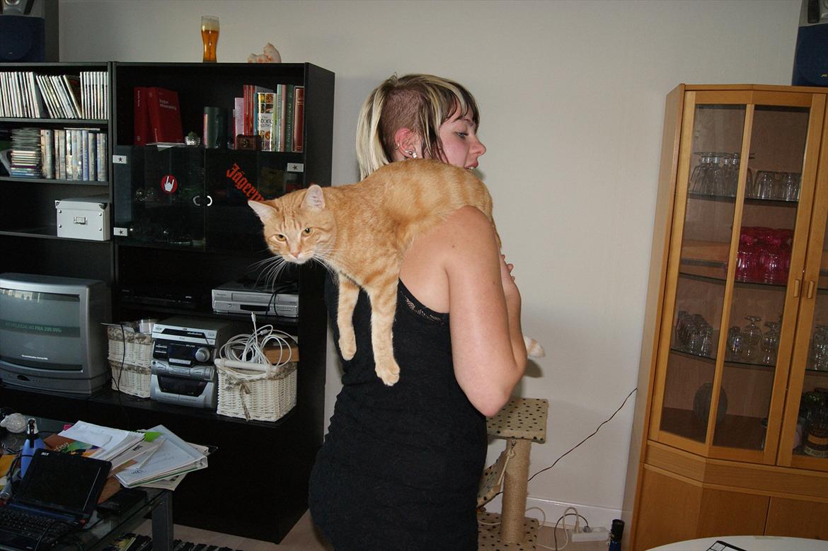 Blanding af racer Banditten - Skulderkatten :) billede 4