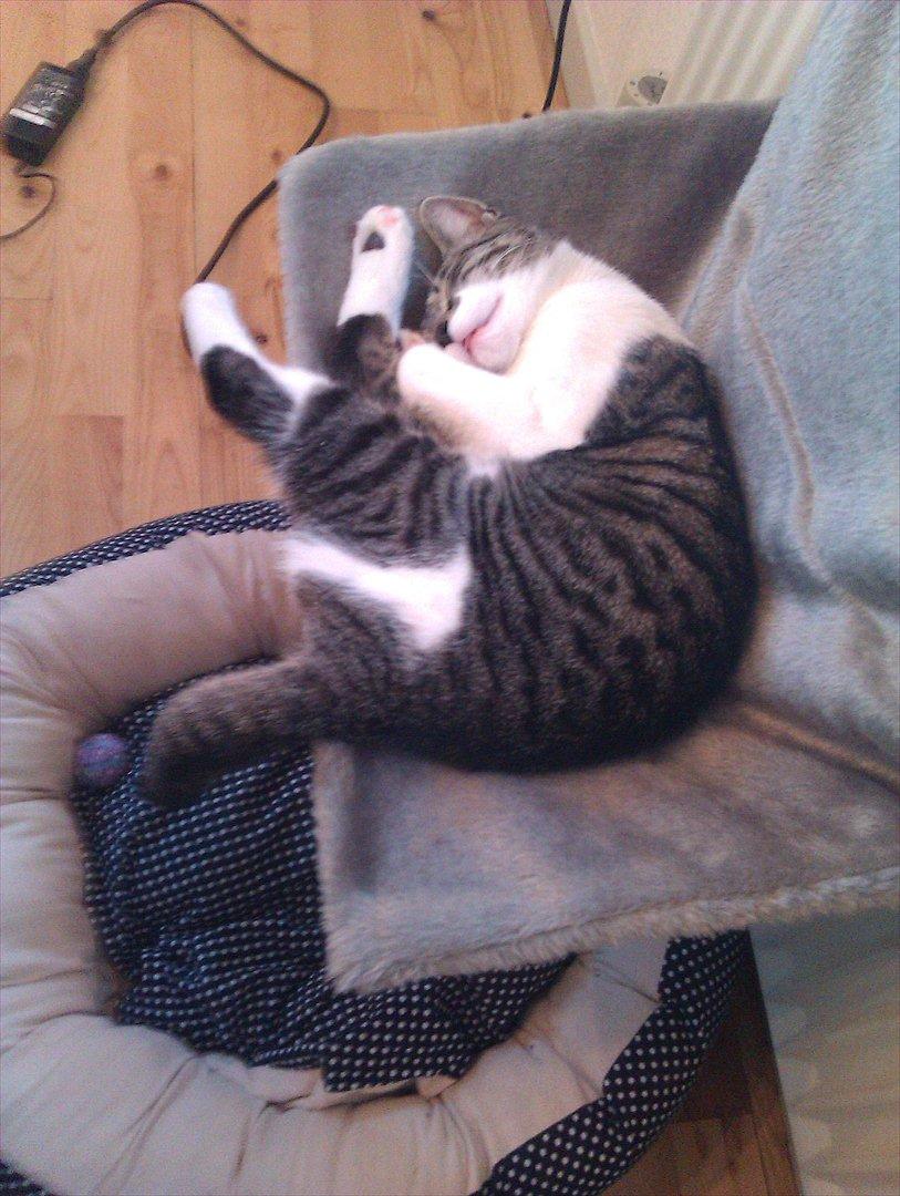 Huskat Victor - Victor billede 1