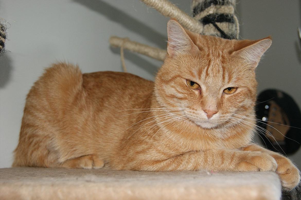 Blanding af racer Banditten billede 5