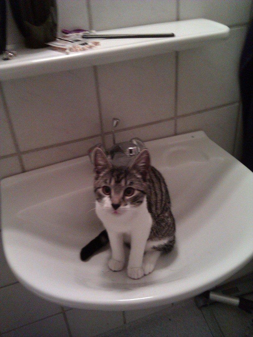 Huskat Victor billede 2