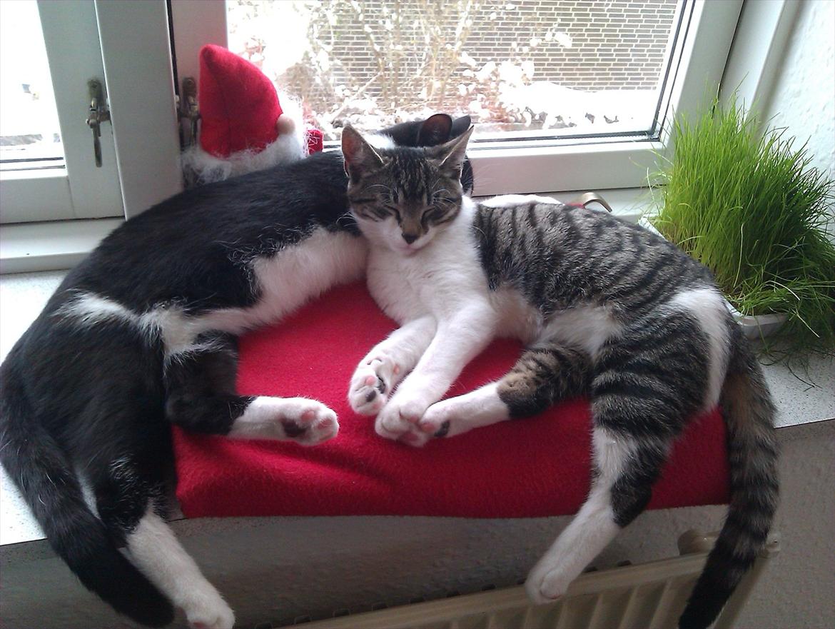 Huskat Victor billede 3