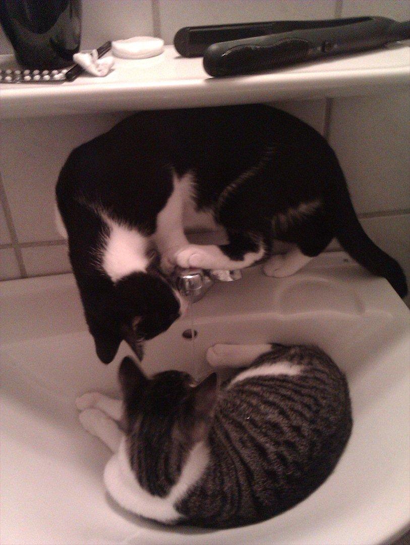 Huskat Victor billede 4