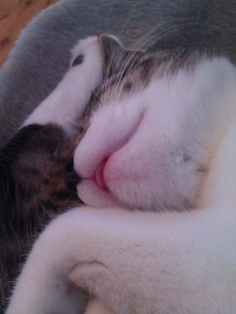 Huskat Victor billede 5