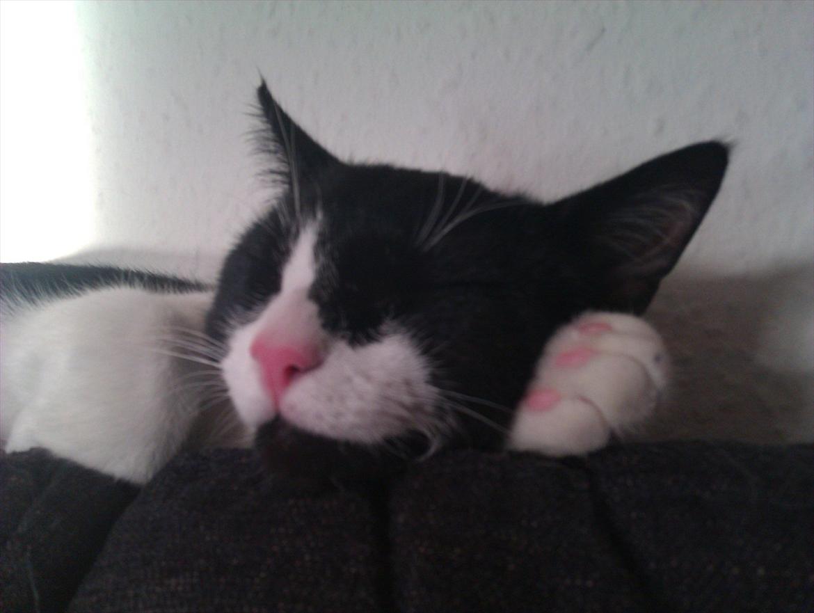 Huskat Snif - Zzzzzz billede 1