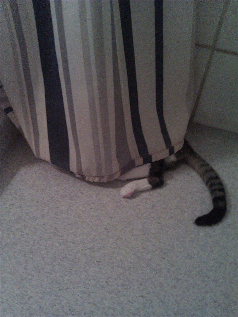 Huskat Snif - "Ingen kan se miiig" ;) billede 2