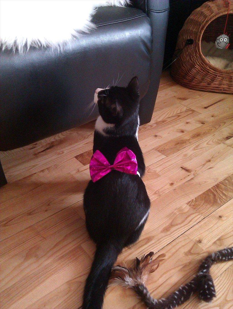 Huskat Snif - Klædt på til nytår billede 3