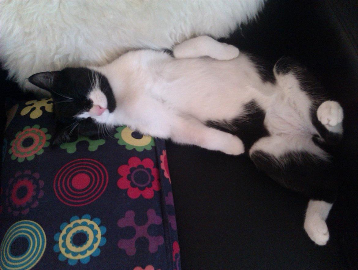 Huskat Snif - Dejligt med en lur :) billede 4