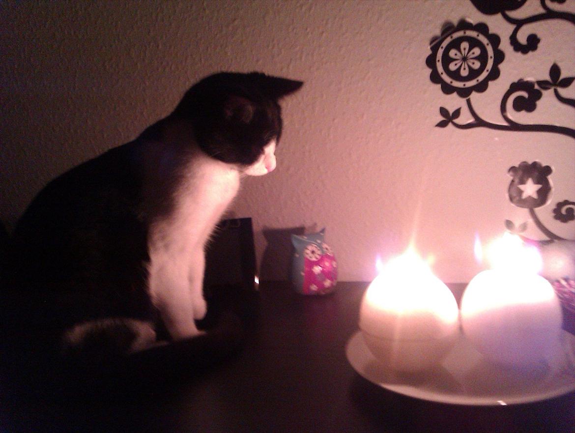 Huskat Snif - Pas nu på knurhårrene.. billede 5