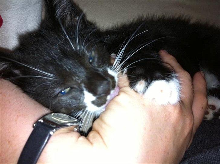 Huskat Hubert - Lille putte-gøj billede 1