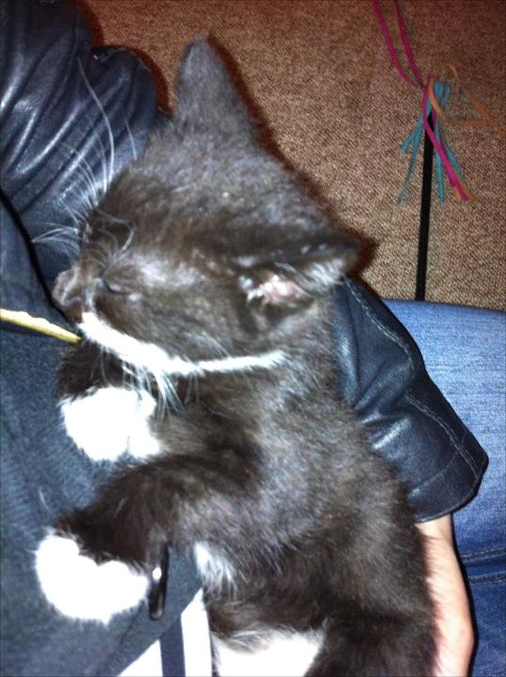 Huskat Hubert billede 2