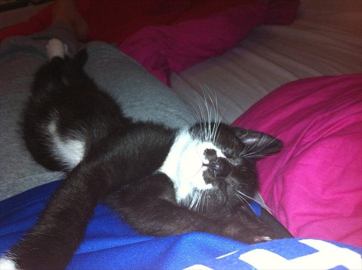 Huskat Hubert billede 3