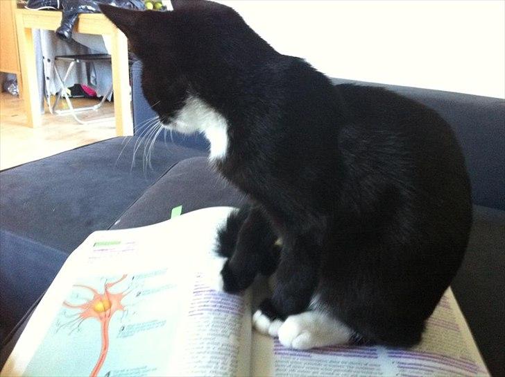 Huskat Hubert - Så synes Hubert ikke at jeg skal læse mere! billede 4