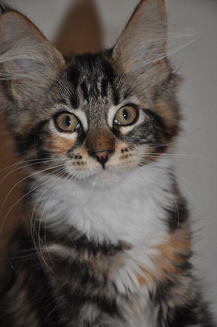 Maine Coon Solgt.. Felina billede 1