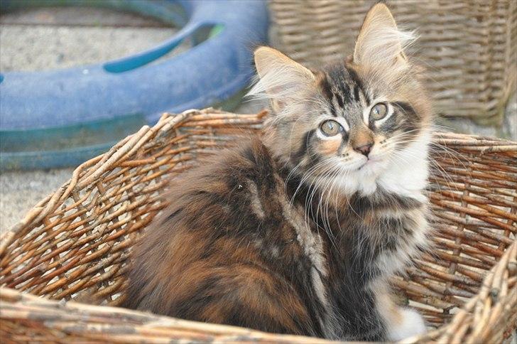 Maine Coon Solgt.. Felina billede 2