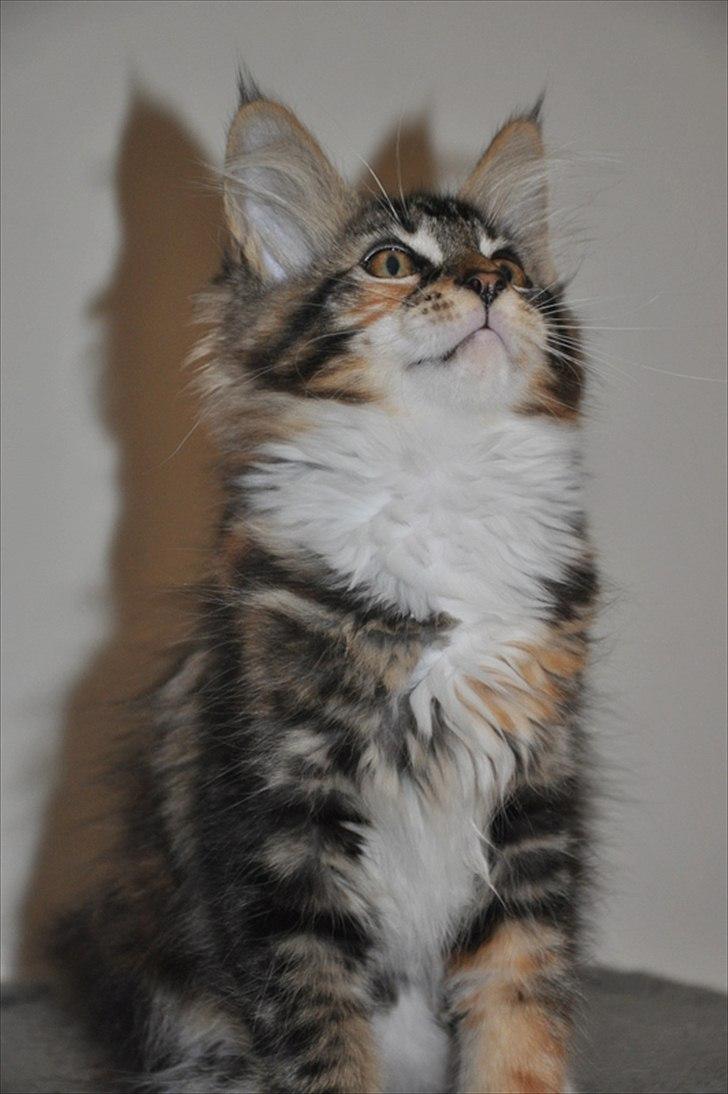 Maine Coon Solgt.. Felina billede 3