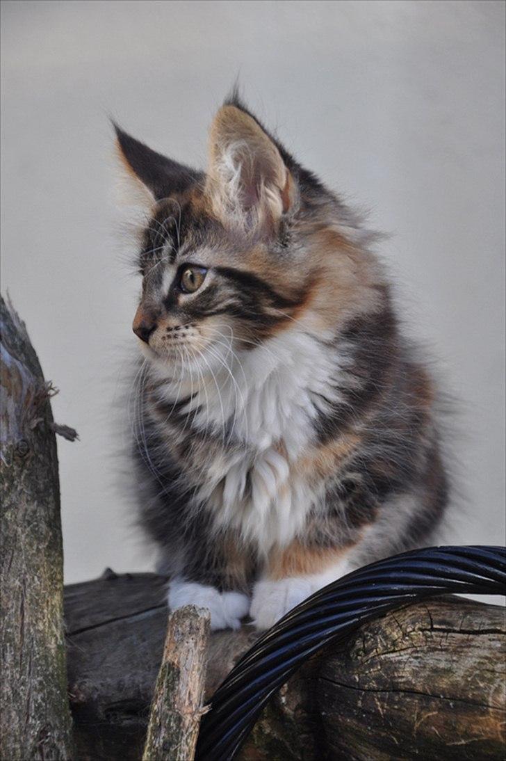 Maine Coon Solgt.. Felina billede 4