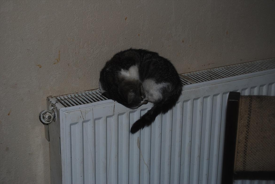 Blanding af racer Tiger<3 :-D billede 2