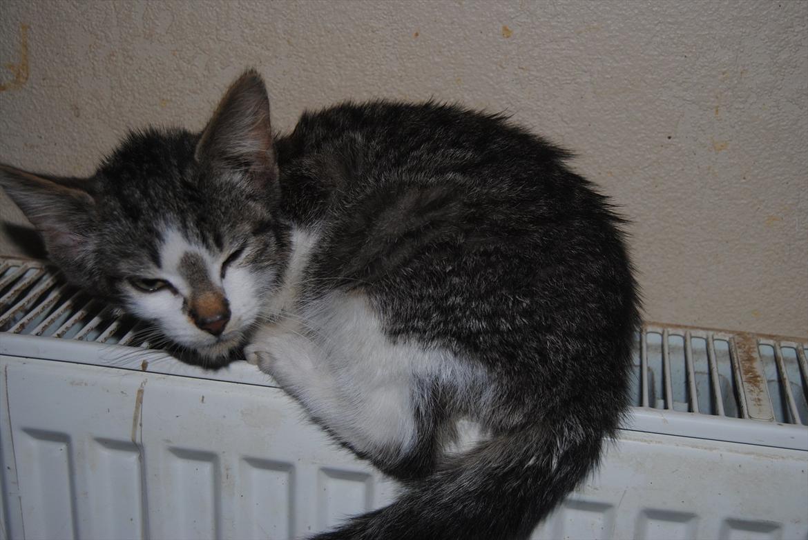 Blanding af racer Tiger<3 :-D billede 3