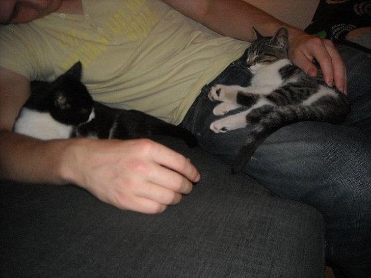 Huskat Snif - Fra den første aften da vi fik Snif og Victor hjem :) billede 6