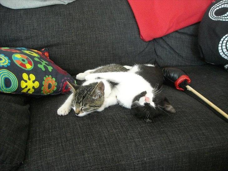 Huskat Snif - Dejligt at putte med brormand billede 7