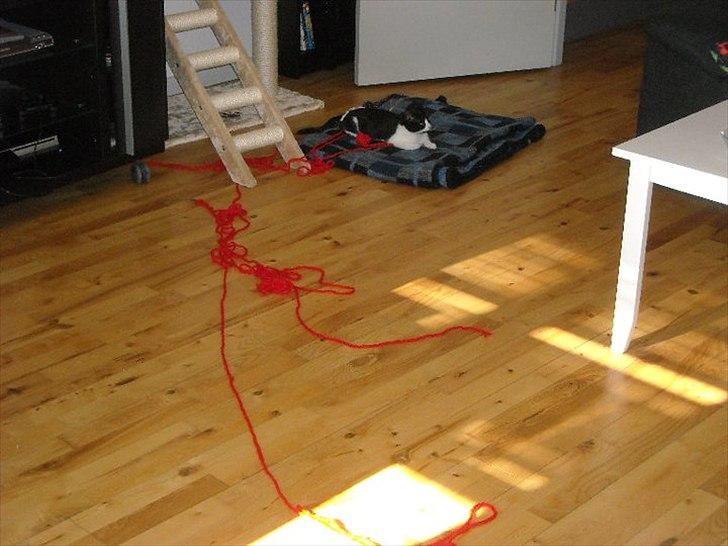 Huskat Snif - "Tralalalaaa.. Det var ikke mig" :) billede 8